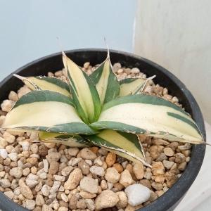 多肉植物：アガベ アメリカーナ 'コーネリアス'*幅56cm 現品！一品