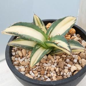 観葉植物 アガベ チタノタ No.1 白中斑(発...の商品画像