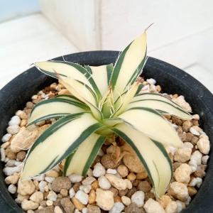 多肉植物：アガベ ピンキー*幅4.5cm 現品！一品限り : 遊恵盆栽