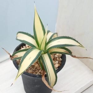 多肉植物：アガベ 甲蟹錦（カブトガニニシキ）*幅15cm 現品！一品
