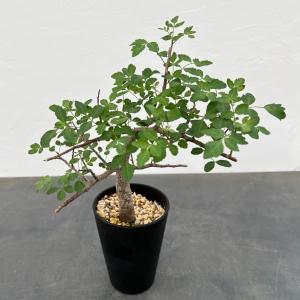 おしゃれ 観葉植物：ユッカ ロストラータ*8号 Yucca rostrata : 遊恵