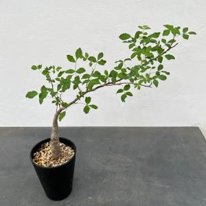 コーデックス：ブルセラ ファガロイデス*葉幅20cm ☆I氏実生 現品