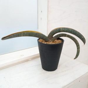 観葉植物 サンセベリア ピングイキュラ バリエガータ（斑入） 3号