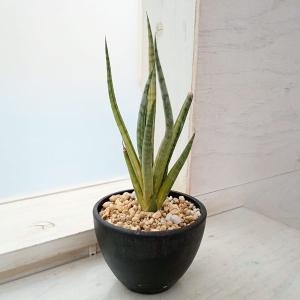 観葉植物 【現品】 希少 テネラヤシ 『チャメドレア メタリカ』 000876