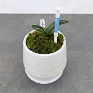 NO.565愛玉殿 : 万年青・庄おもと園 - 通販 - Yahoo!ショッピング