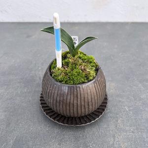 万年青「愛玉殿」 NO.565愛玉殿 : 万年青・庄おもと園 - 通販 - Yahoo