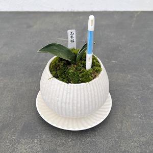 観葉植物 ギフトに オモト(万年青) お多福・鉢...の商品画像