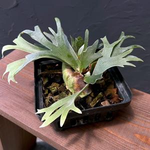 観葉植物 棚卸セール （わけあり特価）ビカクシダ（コウモリラン） E-1