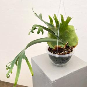 観葉植物 （わけあり特価）ビカクシダ（コウモリラン） 飛ぶ鳥