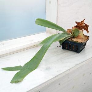 観葉植物 ビカクシダ（コウモリラン） リドレイドワーフシルバー