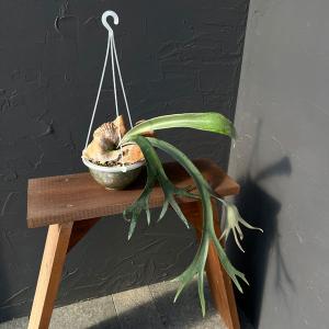 観葉植物 （わけあり特価）ビカクシダ（コウモリラン） Woot #9