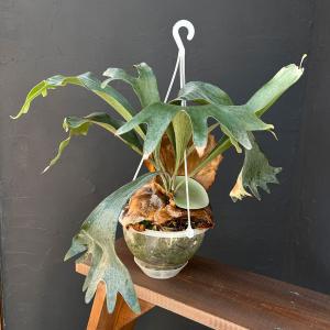 八角鉢 5寸 検/八角 プラ 鉢 アガベ鉢 台湾鉢 チタノタ titanota