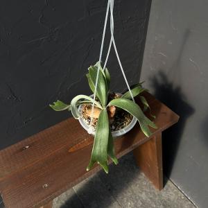観葉植物 ビカクシダ（コウモリラン） ウィリンキードワーフタツタ5号