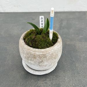 観葉植物 ドラセナ ソングオブサイアム 5号ポット : 園芸ネット - 通販