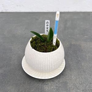 観葉植物：オモト 万年青*TT白鉢 受皿付 陶器鉢 おもと : 遊恵盆栽
