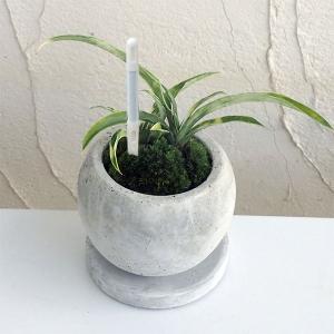 現品お届け】豊明園 万年青 オモト錦明鳳（きんめいほう）陶器鉢（O52