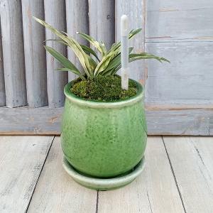 現品お届け】豊明園 万年青 オモト 黄金錦 陶器鉢（O19）｜観葉10-TU