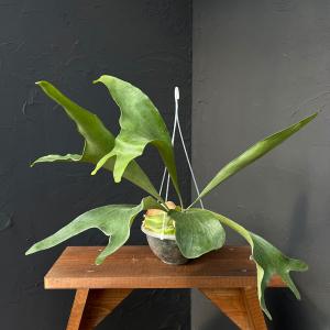 ホワイト ミスターオート P. 'White Mr Oat'（peevia） 一点物 検