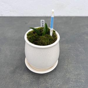観葉植物 SOUJU（創樹）ブランド：オリーブの木*4号 セントキャサリン