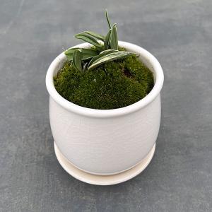 観葉植物 おしゃれ 大型 本物 シェフレラ ホンコンカポック グリーン