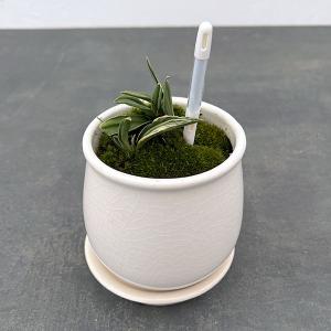 決算P10倍！8/2まで】【現品お届け】豊明園 万年青 オモト 麒麟冠