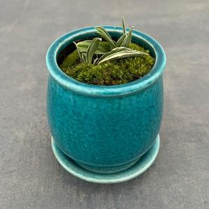 観葉植物 オモト（万年青） 聖紀の誉 割子2〜3年生 3.5号ポット : 園芸