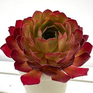 サボテン 小春日和 4号｜観葉10-TU : 赤塚植物園ヤフー店 - 通販