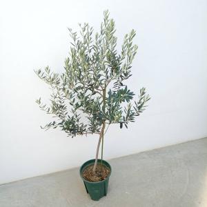 カリフォルニアクイーン オリーブの木 2年生 5号ポット苗 挿し木