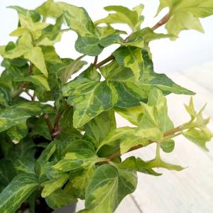 観葉植物 ヘデラ（アイビー） ハーモニー 3.5号ポット