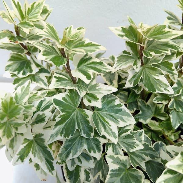 観葉植物 ヘデラ（アイビー） 天使のささやき3.5号ポット