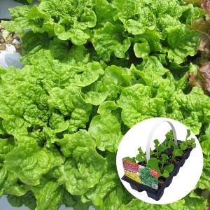 野菜の苗 26年8月下旬予約 おくだけ摘みとりサンチュレタス デニーズグリーンの苗10連パック（10株分）