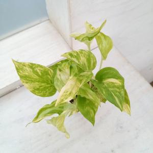 観葉植物 ポトス テルノエスプリ　3号ポット