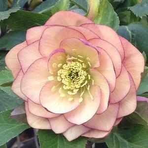 クリスマスローズ苗 開花見込大株 ダブルイエロー糸ピコティ 杉山交配