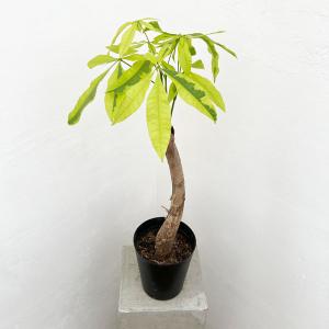 観葉植物 フィカス アブチリフォリア 7号鉢植え26-01 : 園芸ネット