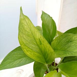 観葉植物 アンスリウム ドラヤキ sp.（シルバー系） 3号ポット : 園芸