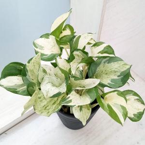 観葉植物 ポトス ステータス 4号鉢植え