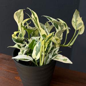 おしゃれ 観葉植物：フィロデンドロン セローム 鉢カバー*大型佐川便