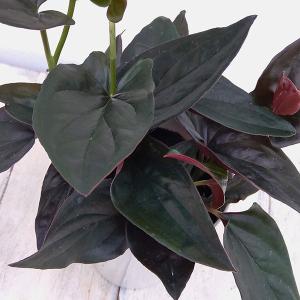 吉本花城園 アロカシア キサントソーマ リンデニー 観葉植物 珍しい