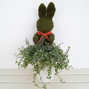 トピアリー：うさぎ（プミラ寄せ植え）7号鉢植え