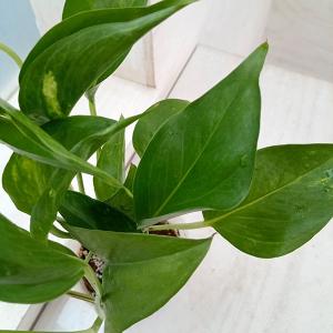 観葉植物 ポトス テルノジャック　3号ポット 2株セット