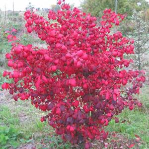 ニシキギ 苗 苗木 コンパクタ 2株 / ニシキギ苗 ニシキギの苗 錦木の苗