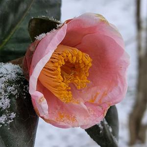 西王母：椿（ツバキ）3寸ポット植え : 日本花卉ガーデンセンターYahoo