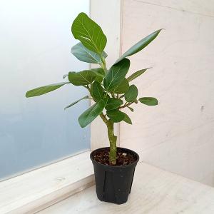 ITANSE カラテア セトサ 観葉植物 8号鉢/1個売り リビング オフィス
