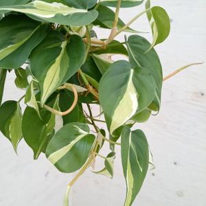 観葉植物 フィロデンドロン オキシカルジウム　クリームスプラッシュ　3.5号吊り鉢