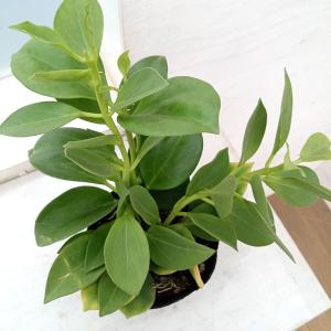 おしゃれ 観葉植物 多肉植物：ホヤ グラブラ*吊り鉢 : 遊恵盆栽 Yahoo