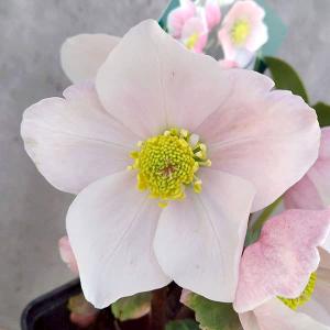 クリスマスローズ開花株 DDキラメキ☆レッド 260 現品限り : 金井園芸