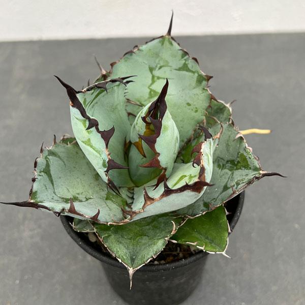 観葉植物/アガベ：チタノタ ブラックアンドブルー 3.5号鉢植え*