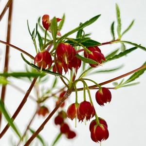 花木 庭木の苗 ドウダンツツジ 柳葉紅花ドウダン...の商品画像