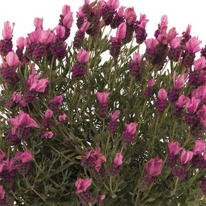 フレンチラベンダー 3.5号ポット