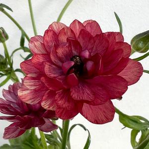 クリスマスローズ開花株 DDアフロディーテプリマヴェーラ 196 現品限り